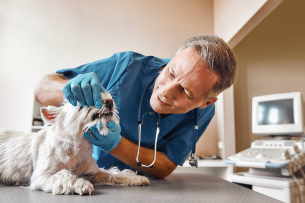 Best Emergency Dental Care for Broken or Chipped Teeth in Pea Ridge, AR